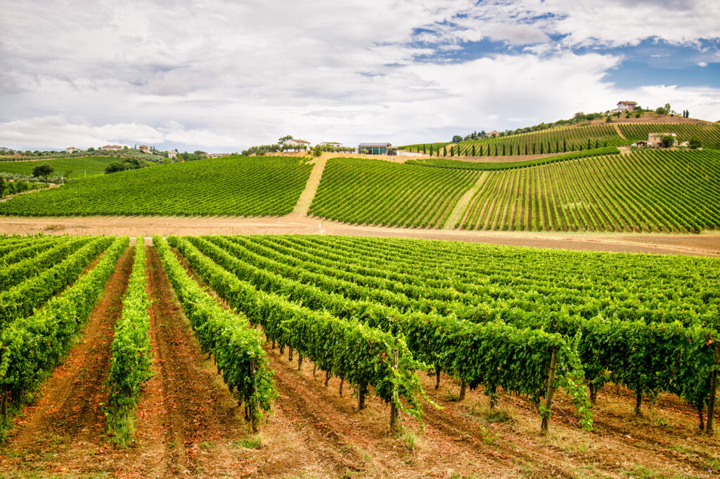 immagine di copertina Strada del Vino Nobile di Montepulciano e dei sapori della Toscana